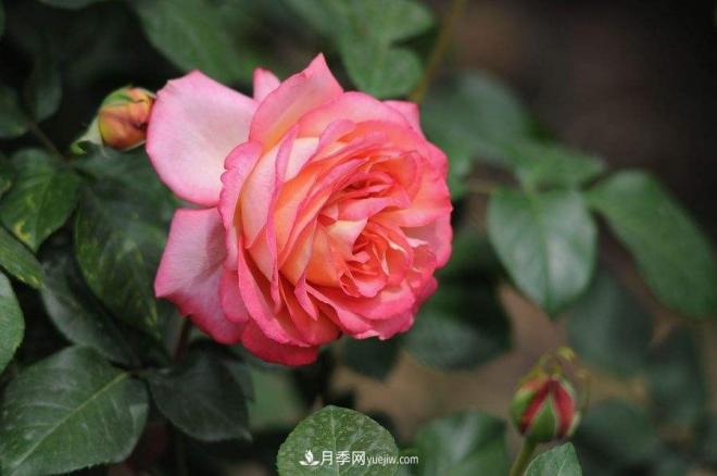 治蟲(chóng)害還會(huì)傷到月季？這種蟲(chóng)子讓花友左右為難(圖1)