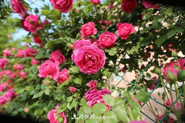 培育月季幼苗有多難？老花友的4條手記解決了很多難題(圖1)