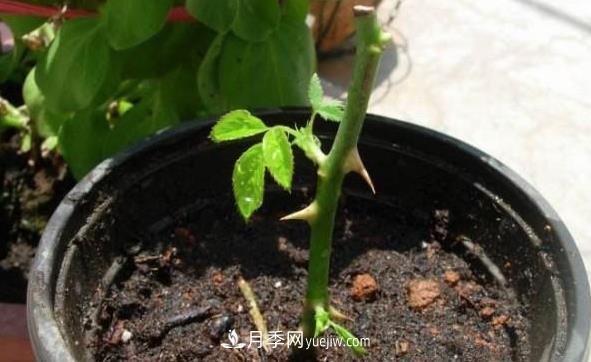 月季該如何扦插，春秋兩季這樣扦插10-20天就生根(圖1)