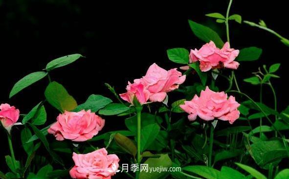 月季該如何扦插，春秋兩季這樣扦插10-20天就生根(圖2)