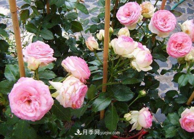 入冬以前要做好5件事，來年月季花長得旺開花多(圖1)