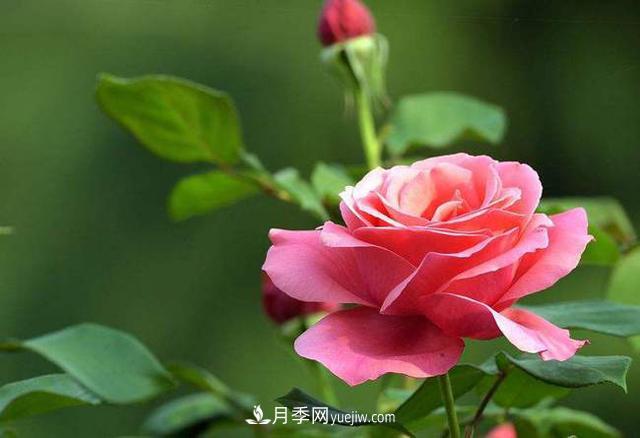 月季養(yǎng)護(hù)有哪些技巧？如何提高月季開花數(shù)量？(圖2)