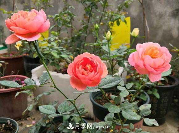 輕松3招養(yǎng)月季，四季開花不斷成“花?！?圖1)