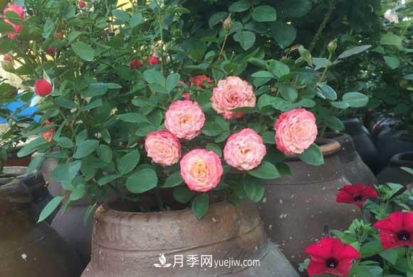 輕松3招養(yǎng)月季，四季開花不斷成“花海”(圖2)
