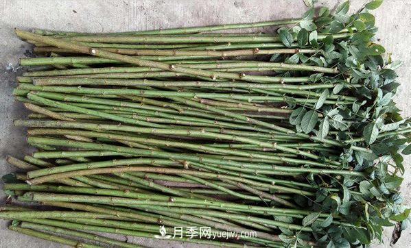 棒棒糖月季這么漂亮，南陽(yáng)月季花農(nóng)是如何嫁接出來(lái)的？(圖2)