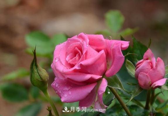 養(yǎng)好月季花沒有那么難 掌握這幾個技巧就可以(圖1)