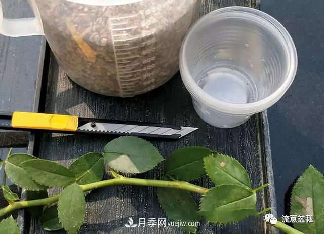 月季秋插方法很簡(jiǎn)單，做好這幾步，生根快，成活率95%以上(圖2)