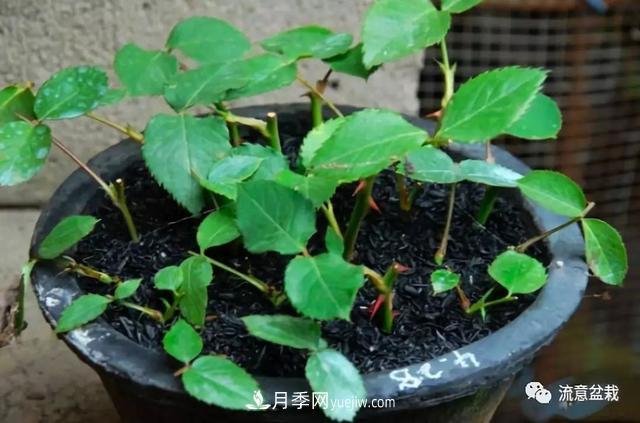 月季秋插方法很簡(jiǎn)單，做好這幾步，生根快，成活率95%以上(圖5)