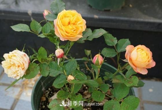 月季秋季養(yǎng)護的重點，如果疏忽這些來年開花就困難了(圖1)