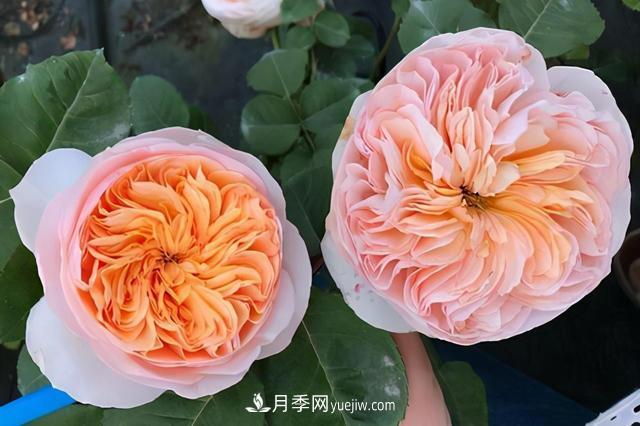 這3個(gè)月季品種是陽(yáng)臺(tái)霸主，喜歡月季花的人都在種植(圖1)