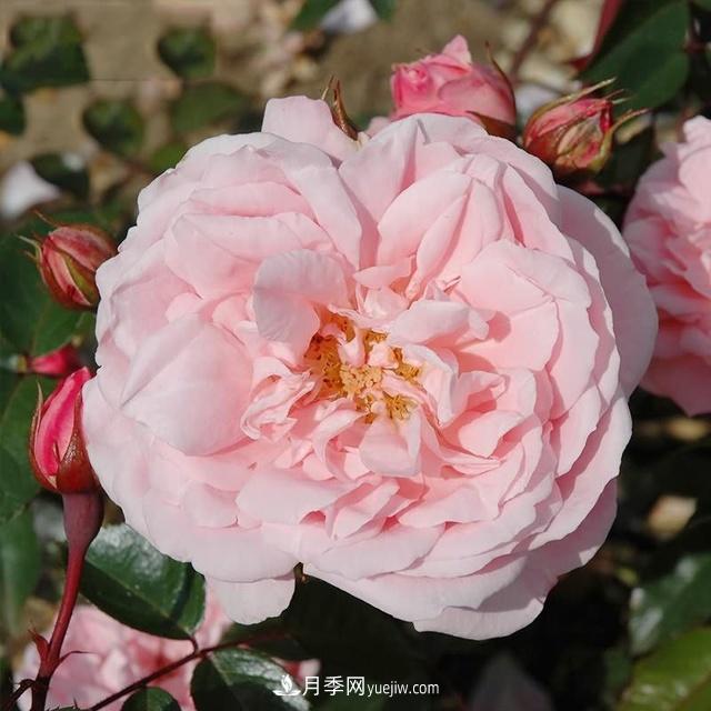 熱銷的8種月季花，沒養(yǎng)的都后悔了！(圖7)