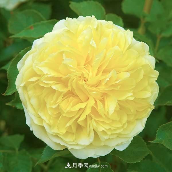 熱銷的8種月季花，沒養(yǎng)的都后悔了！(圖4)