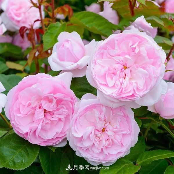 熱銷的8種月季花，沒養(yǎng)的都后悔了！(圖8)