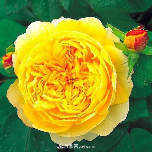 熱銷的8種月季花，沒養(yǎng)的都后悔了！(圖2)