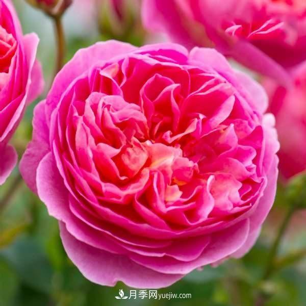 熱銷的8種月季花，沒養(yǎng)的都后悔了！(圖3)