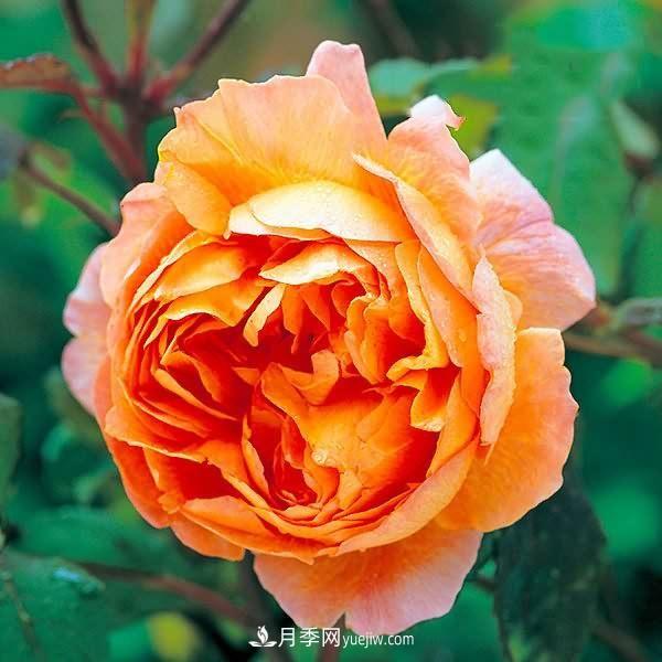 熱銷的8種月季花，沒養(yǎng)的都后悔了！(圖1)