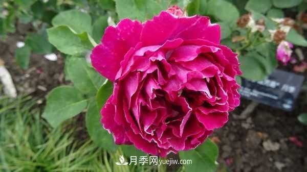 熱銷的8種月季花，沒養(yǎng)的都后悔了！(圖5)