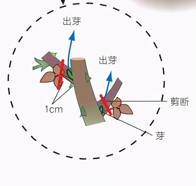 月季庭院種植秋冬養(yǎng)護(hù)要點(diǎn)：秋冬養(yǎng)護(hù)好，來年一樹繁花(圖3)