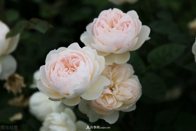 月季庭院種植秋冬養(yǎng)護(hù)要點(diǎn)：秋冬養(yǎng)護(hù)好，來年一樹繁花(圖2)