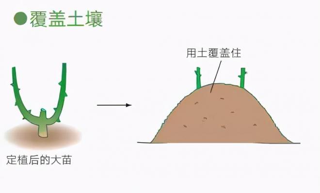 月季庭院種植秋冬養(yǎng)護(hù)要點(diǎn)：秋冬養(yǎng)護(hù)好，來年一樹繁花(圖4)