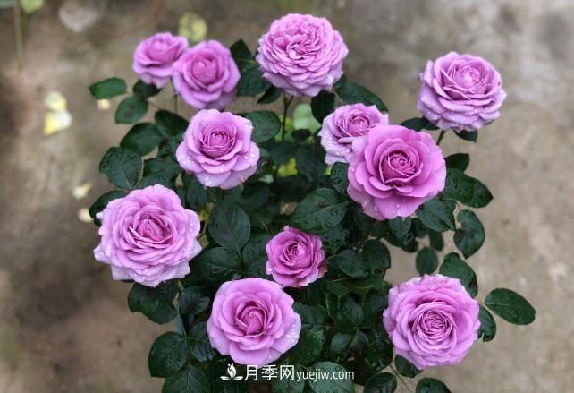 盆栽大花月季不如選微型，花型緊湊品種繁多，一次開花上百朵(圖2)