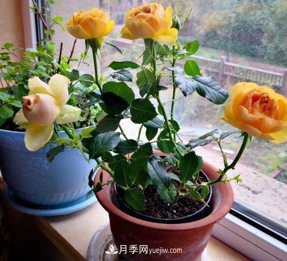 盆栽大花月季不如選微型，花型緊湊品種繁多，一次開花上百朵(圖1)