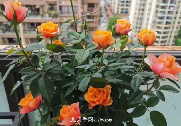 盆栽大花月季不如選微型，花型緊湊品種繁多，一次開花上百朵(圖3)