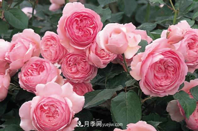 11月了，還不快給月季“清花苞”，開春后瘋狂爆花(圖1)