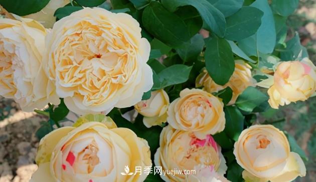 11月了，還不快給月季“清花苞”，開春后瘋狂爆花(圖2)