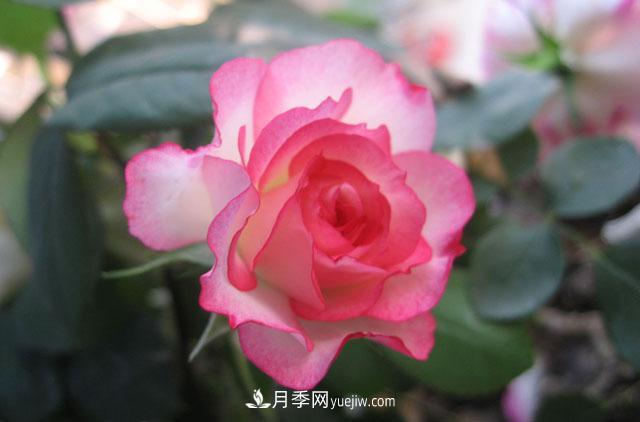 月季水培生根的方法，如何讓月季快速生根(圖1)