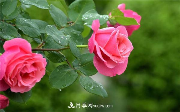 地栽月季花的養(yǎng)殖方法，養(yǎng)殖的小技巧有什么(圖1)