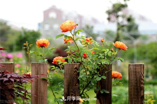 月季好養(yǎng)嗎？有哪些養(yǎng)殖注意事項(xiàng)？(圖1)