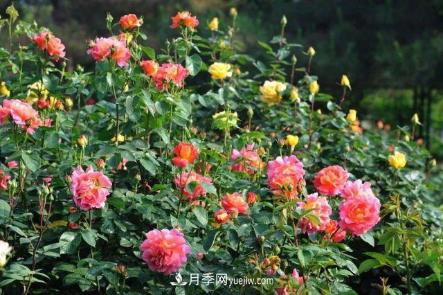 盆栽月季的養(yǎng)殖方法和注意事項，南陽月季花期有多長？(圖1)