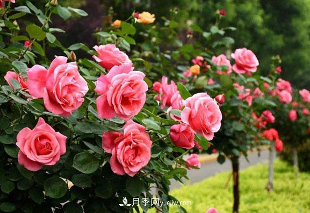 盆栽月季的養(yǎng)殖方法和注意事項，南陽月季花期有多長？(圖2)