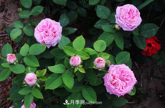 月季花的養(yǎng)殖方法和注意事項(xiàng)大全，月季花的特點(diǎn)是什么呢(圖2)