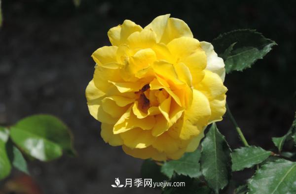 月季養(yǎng)殖營(yíng)養(yǎng)平衡是關(guān)鍵，這些你真的知道嗎？(圖1)