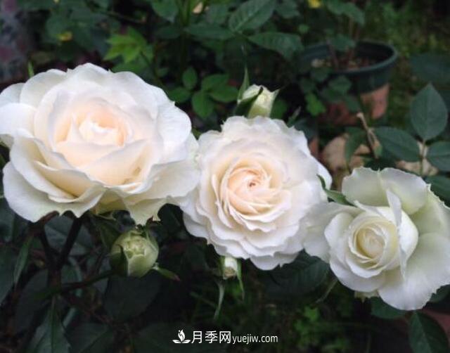 夏季養(yǎng)花，月季不可少！看看令人驚艷的9大月季品種(圖2)