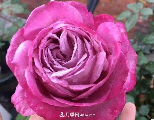 夏季養(yǎng)花，月季不可少！看看令人驚艷的9大月季品種(圖3)