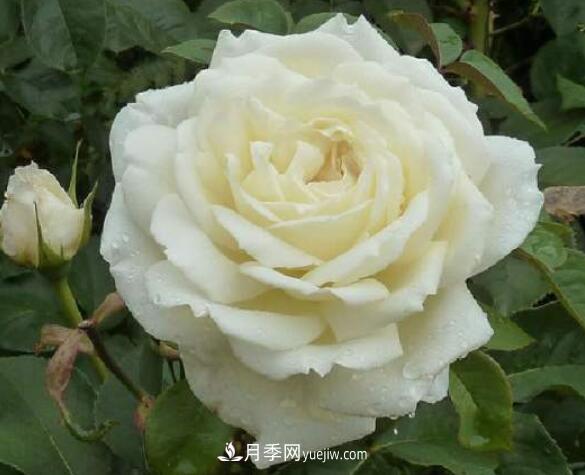 夏季養(yǎng)花，月季不可少！看看令人驚艷的9大月季品種(圖7)