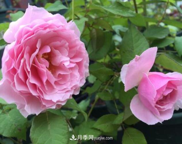 夏季養(yǎng)花，月季不可少！看看令人驚艷的9大月季品種(圖6)