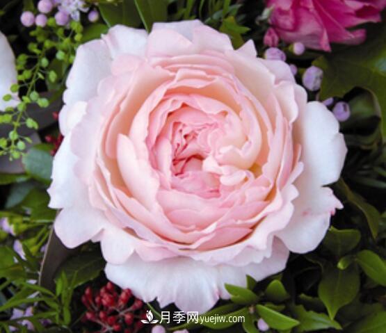 夏季養(yǎng)花，月季不可少！看看令人驚艷的9大月季品種(圖5)