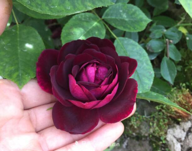 夏季養(yǎng)花，月季不可少！看看令人驚艷的9大月季品種(圖4)