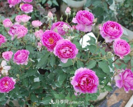 夏季養(yǎng)花，月季不可少！看看令人驚艷的9大月季品種(圖8)