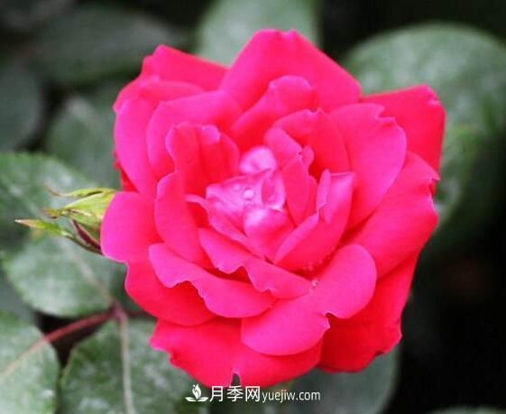 夏季養(yǎng)花，月季不可少！看看令人驚艷的9大月季品種(圖9)