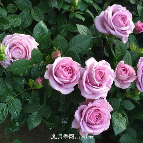 7種漂亮月季，植株矮小，花色艷麗，花期超長，是陽臺盆栽佳品！(圖1)