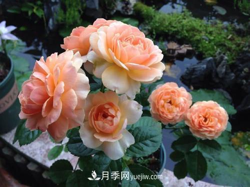 7種漂亮月季，植株矮小，花色艷麗，花期超長，是陽臺盆栽佳品！(圖4)