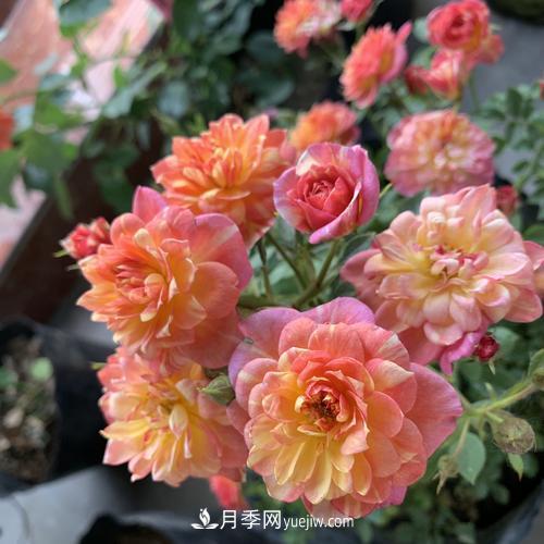 7種漂亮月季，植株矮小，花色艷麗，花期超長，是陽臺盆栽佳品！(圖5)