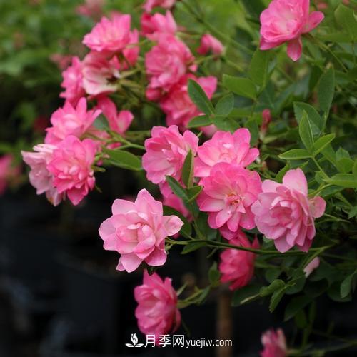 7種漂亮月季，植株矮小，花色艷麗，花期超長，是陽臺盆栽佳品！(圖6)