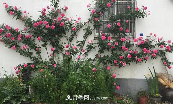 冬天來(lái)了月季花要休眠了，抓緊做這3件事，為明年開花做準(zhǔn)備！(圖2)