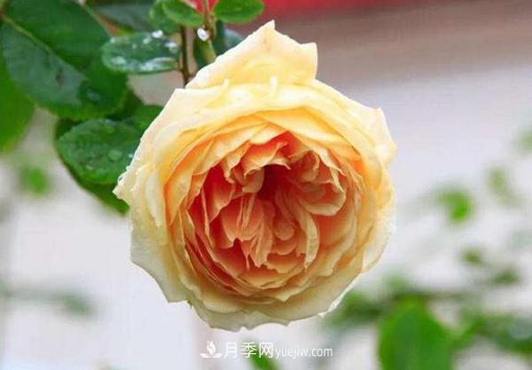 冬天來(lái)了月季花要休眠了，抓緊做這3件事，為明年開花做準(zhǔn)備！(圖3)